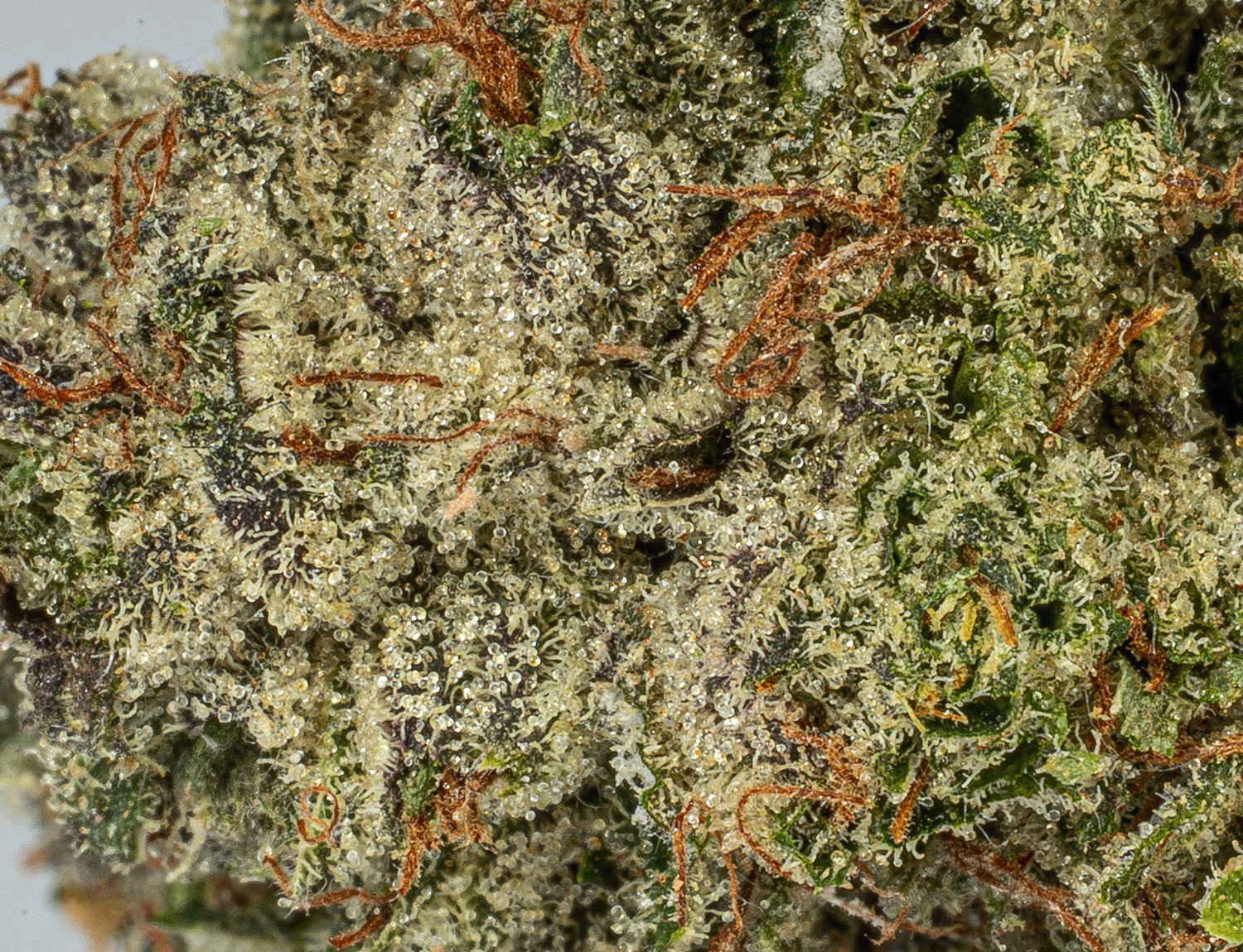 Triangle Octane (AAA+) - Image 5