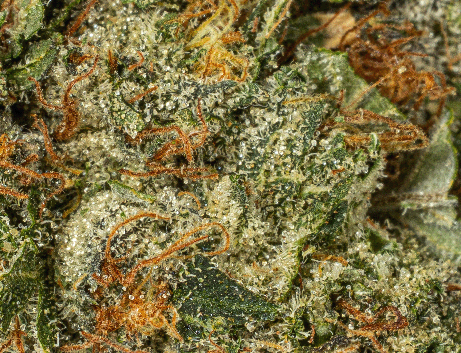 Motor Breath #15 (AAAA) - Image 3