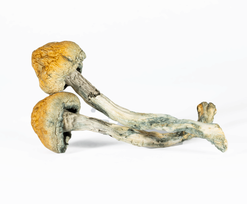 A-One Mushrooms - Trinity: A powerful blend for a balanced