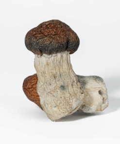 Blue Pulaski Mushrooms