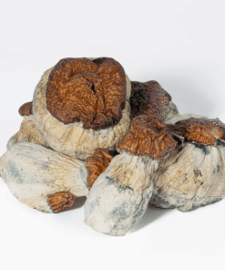 Bluey Vuitton Mushrooms