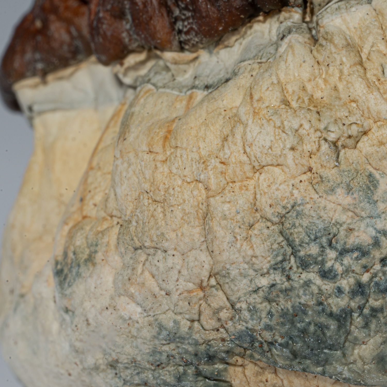 Bluey Vuitton Mushrooms - Image 3