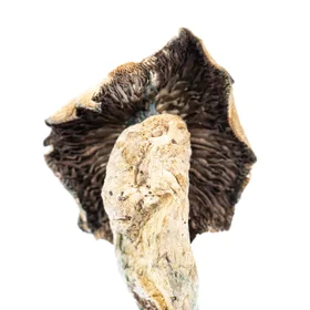 A-One Mushrooms - PF Classic - Image 3