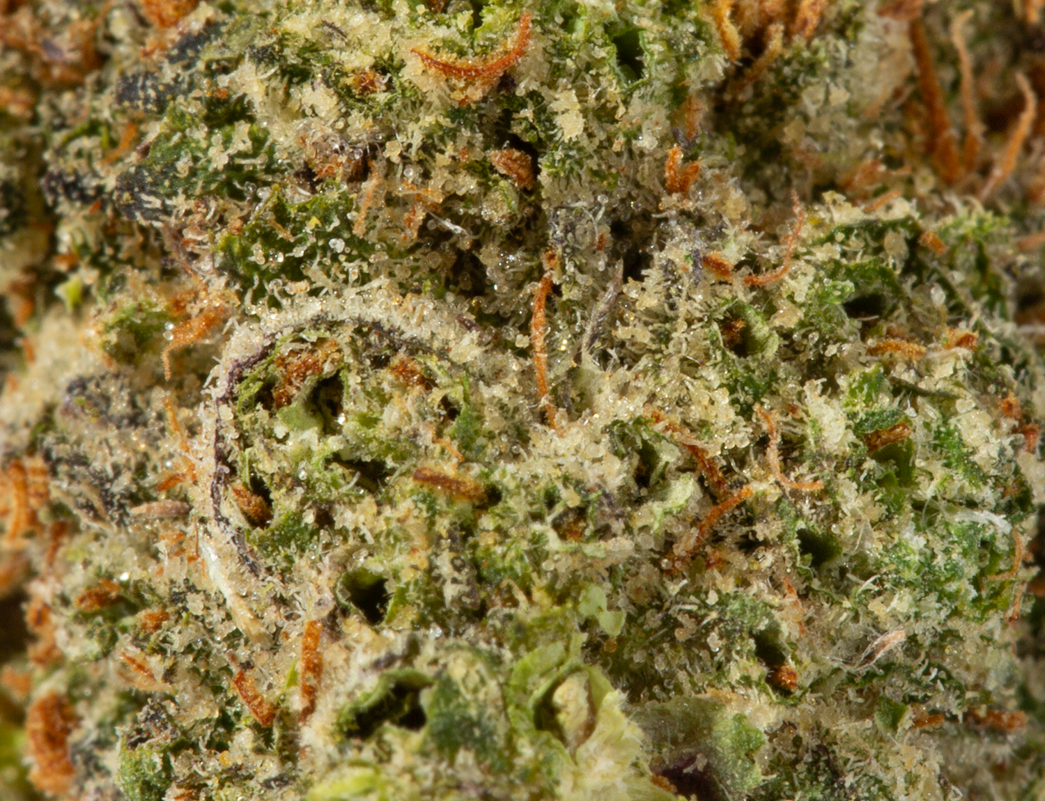 Peach Crescendo (AA+) - Image 5