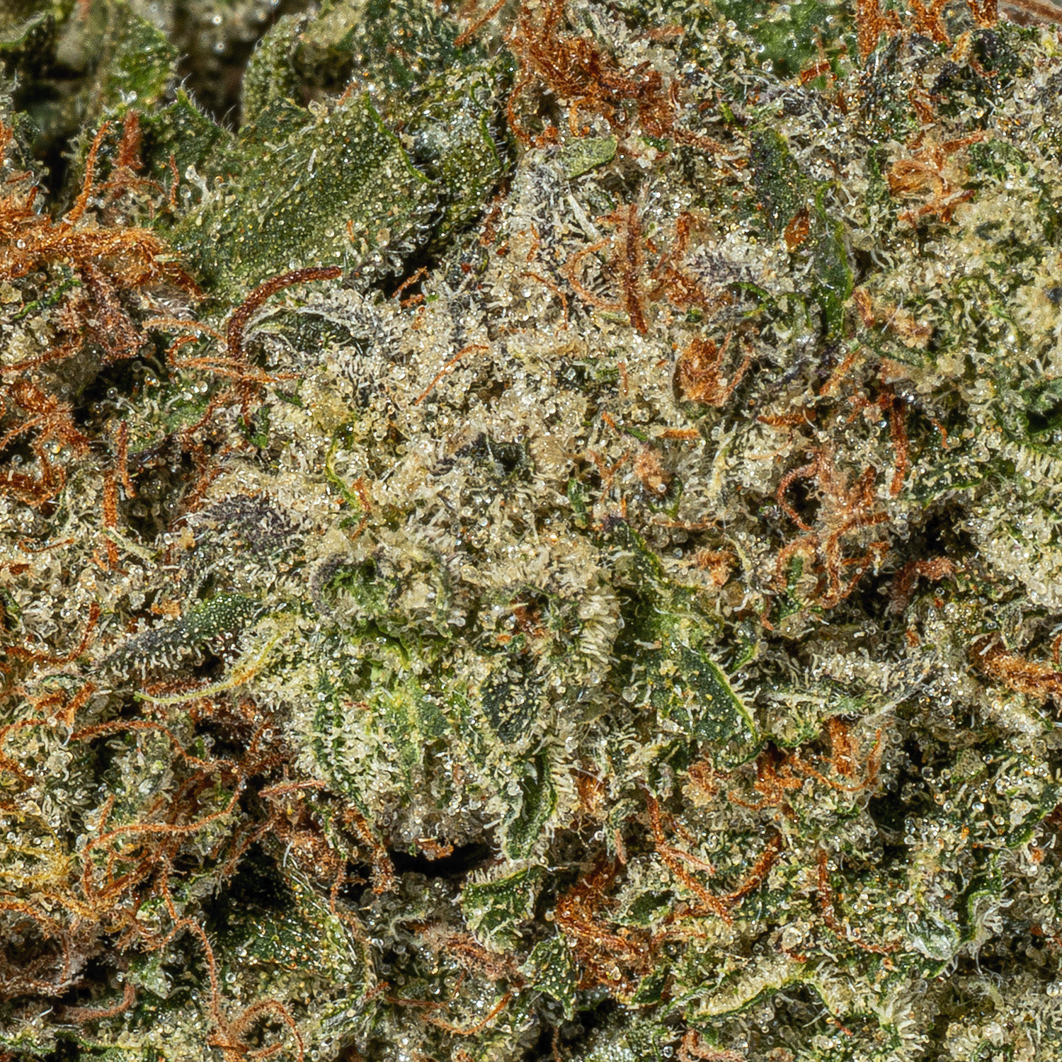 Rockstar Tuna (AAA+) - Image 4