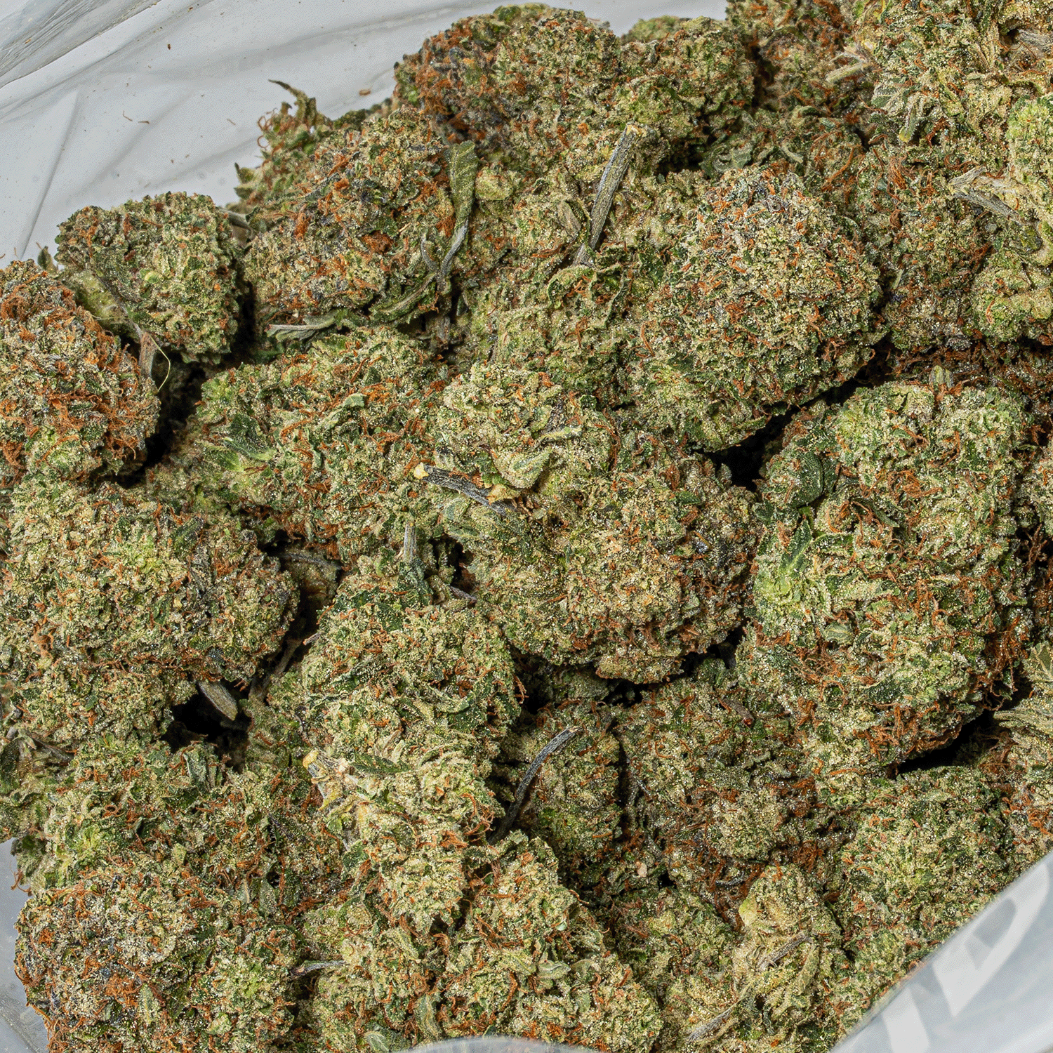 Rockstar Tuna (AAA+) - Image 5