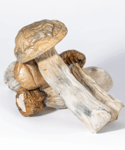 GC Thrashers Mushrooms