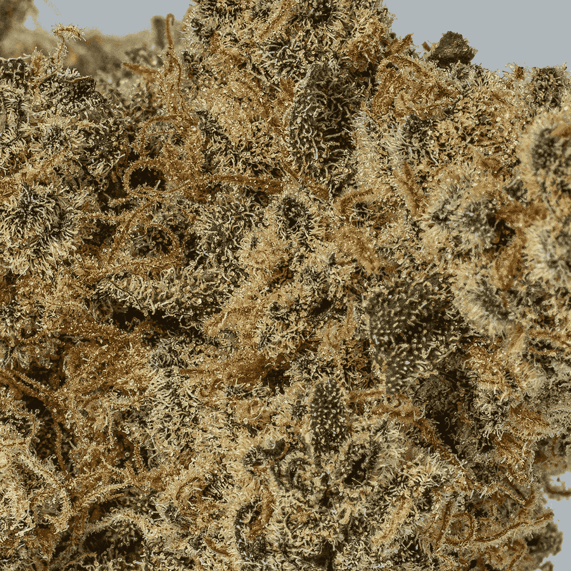 Nuken is an indica dominant hybrid (80% indica/20% sativa) strain created as cross between the cult favorite God Bud X Kish strains.