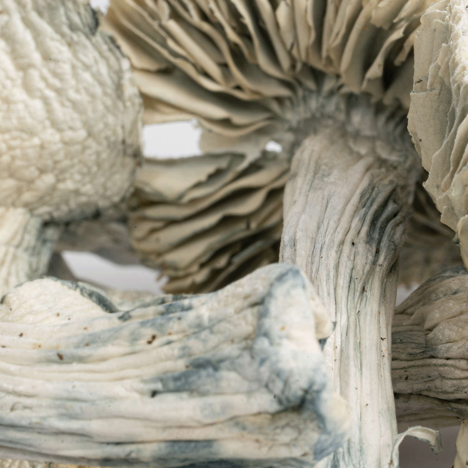 Treasure Coast Albino Mushrooms - Image 4