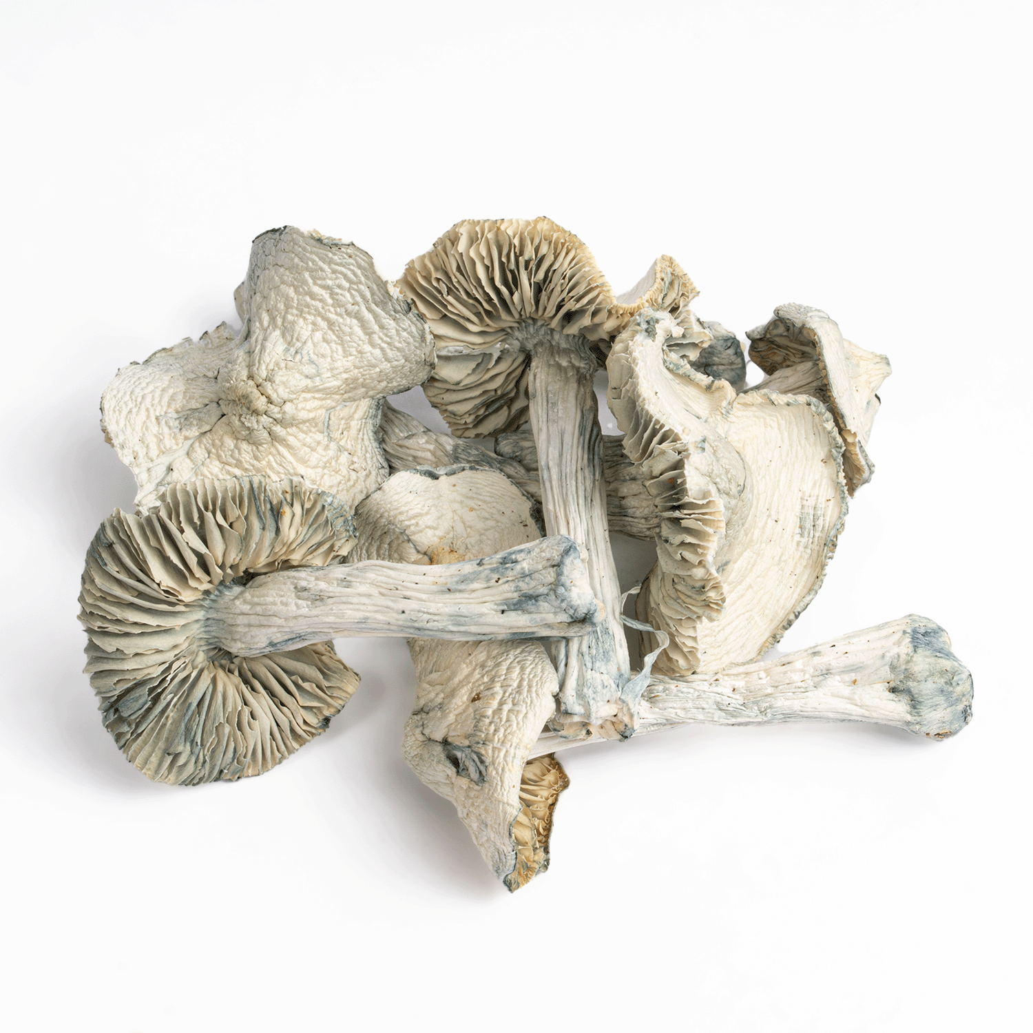 Treasure Coast Albino Mushrooms - Image 2