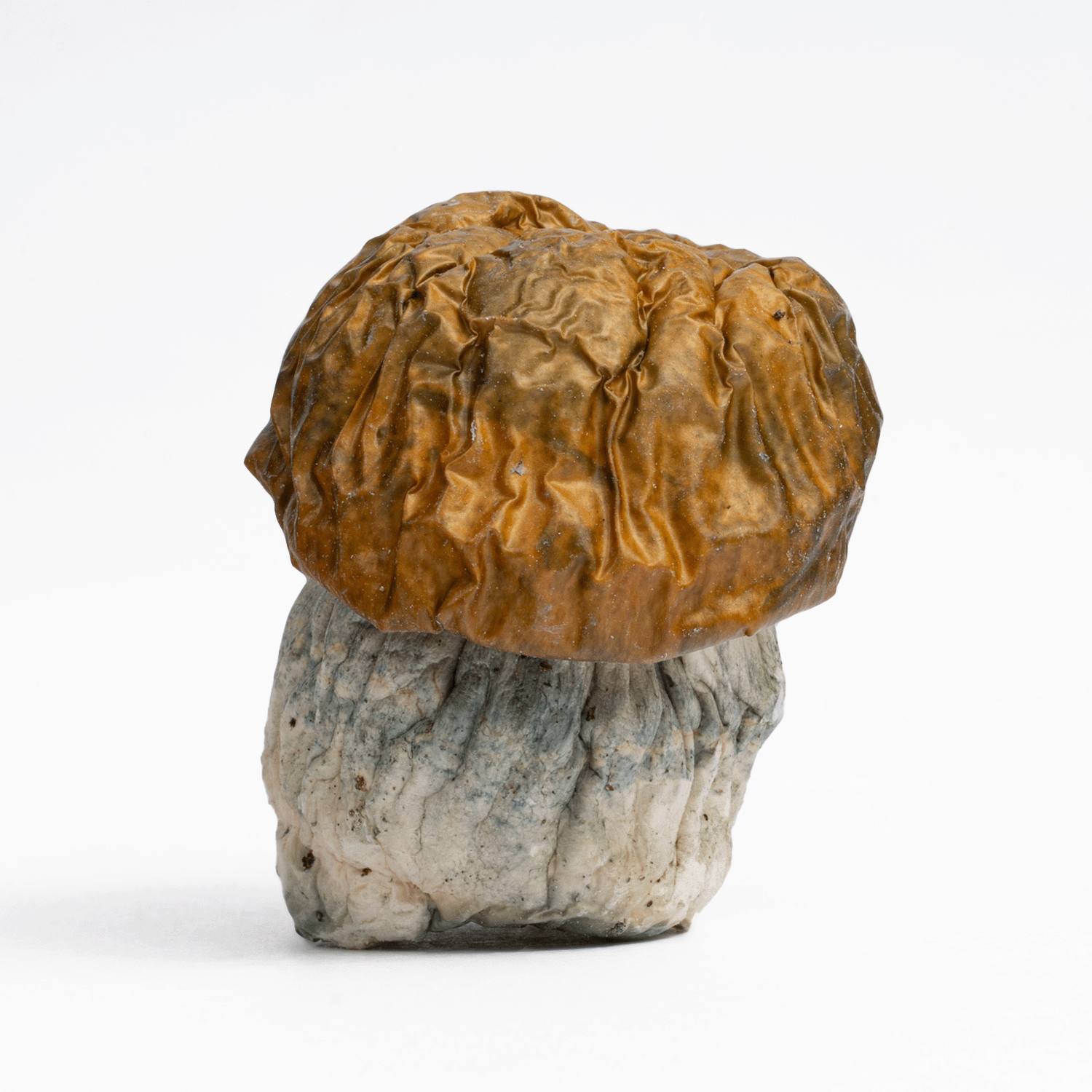 Avalanche Mushrooms - Image 4