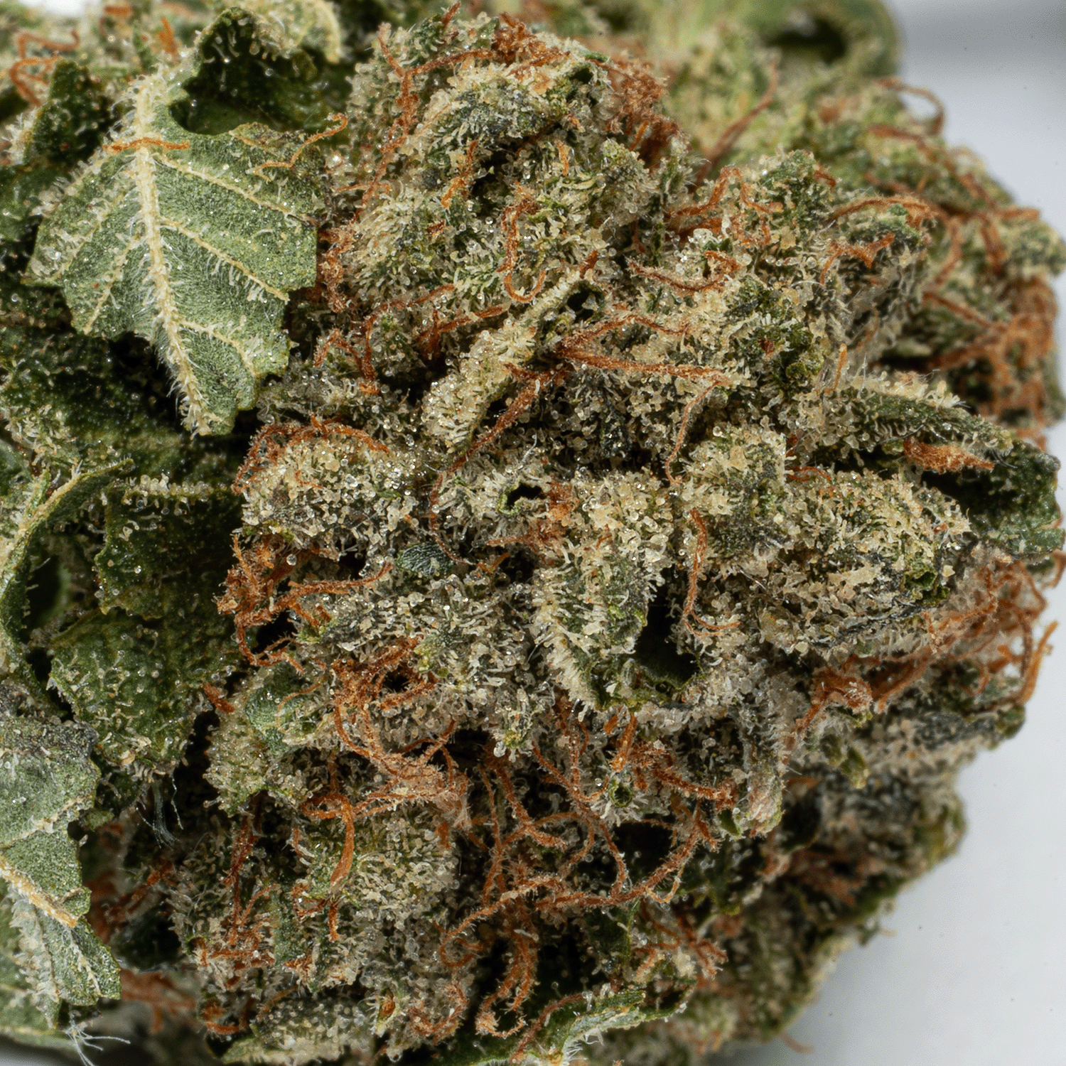 Glue Dream (AA) - Image 4