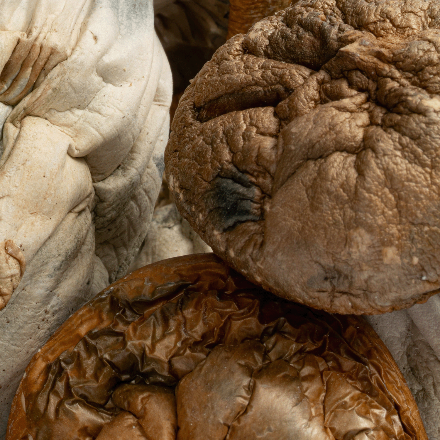 Golden Mammoth Mushrooms - Image 4