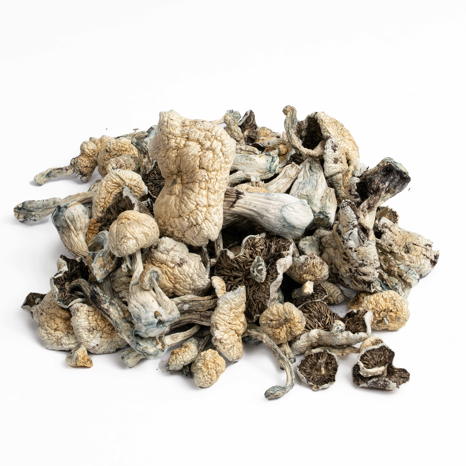 Golden Teacher Mushrooms - Image 2