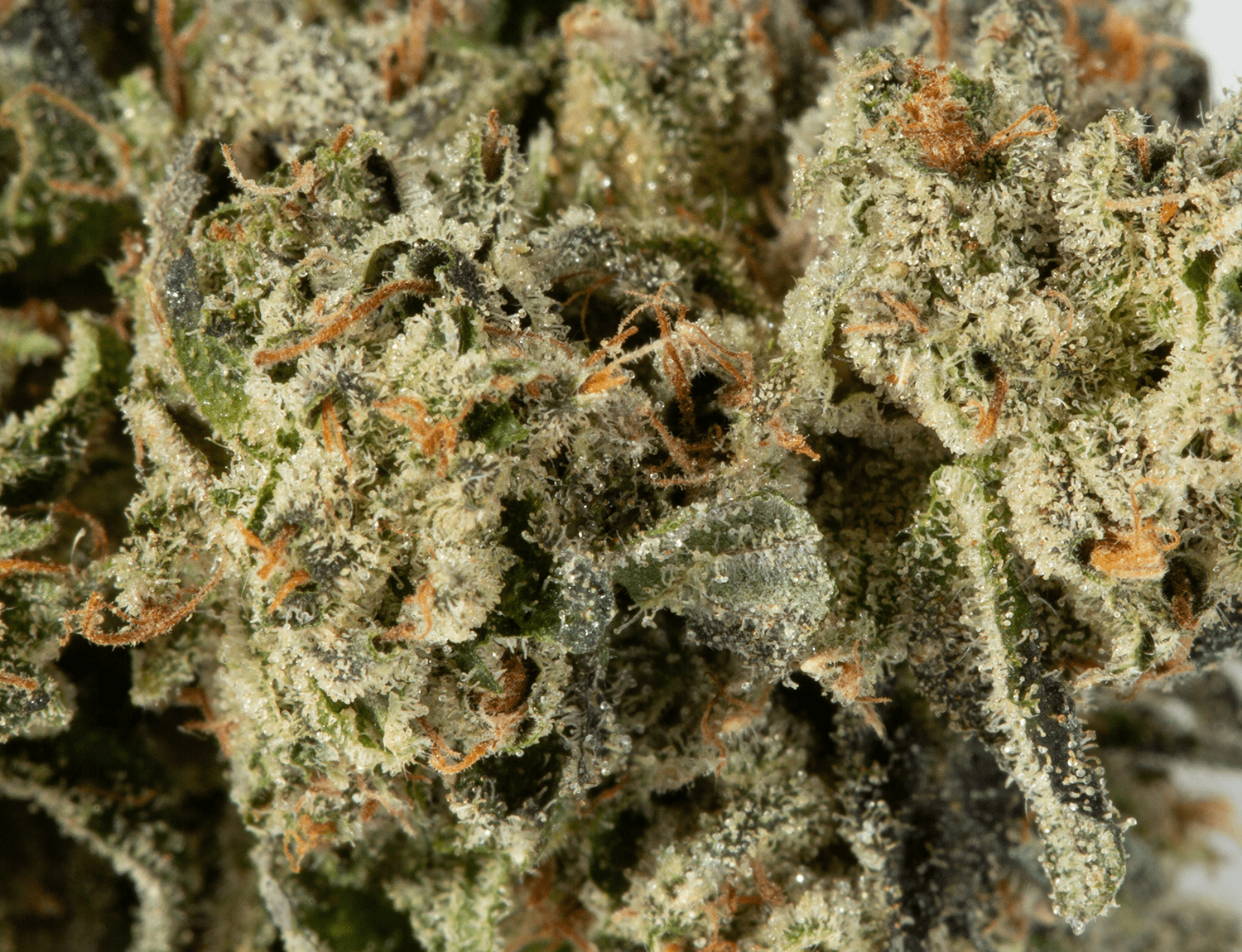 Northern Lights (AAA) - Image 3