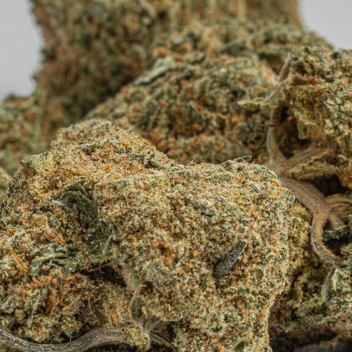 Silky Johnson (AAA+) - Image 3