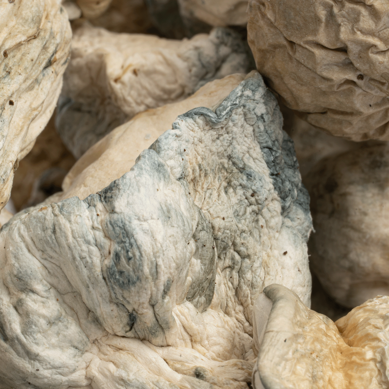 SV-13 Albino Mushrooms - Image 4