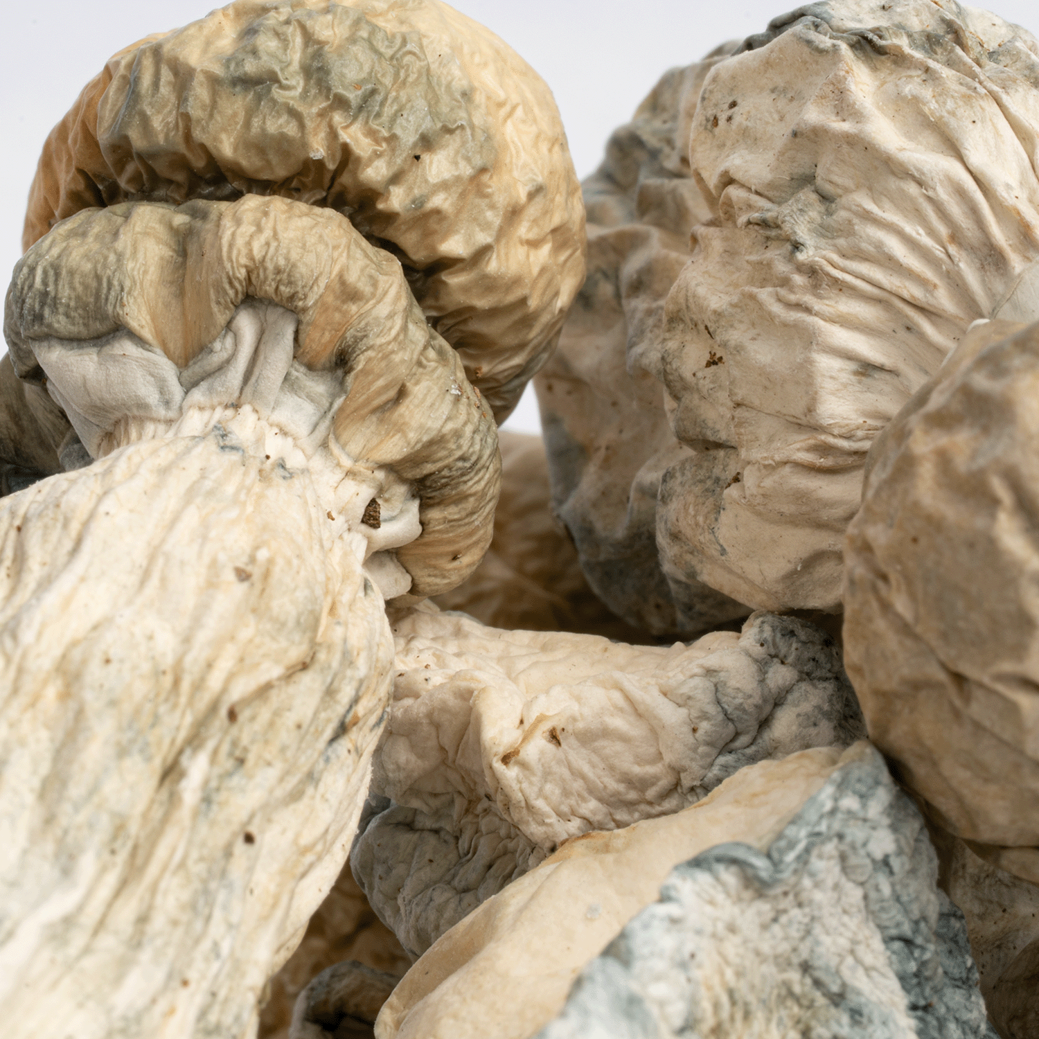 SV-13 Albino Mushrooms