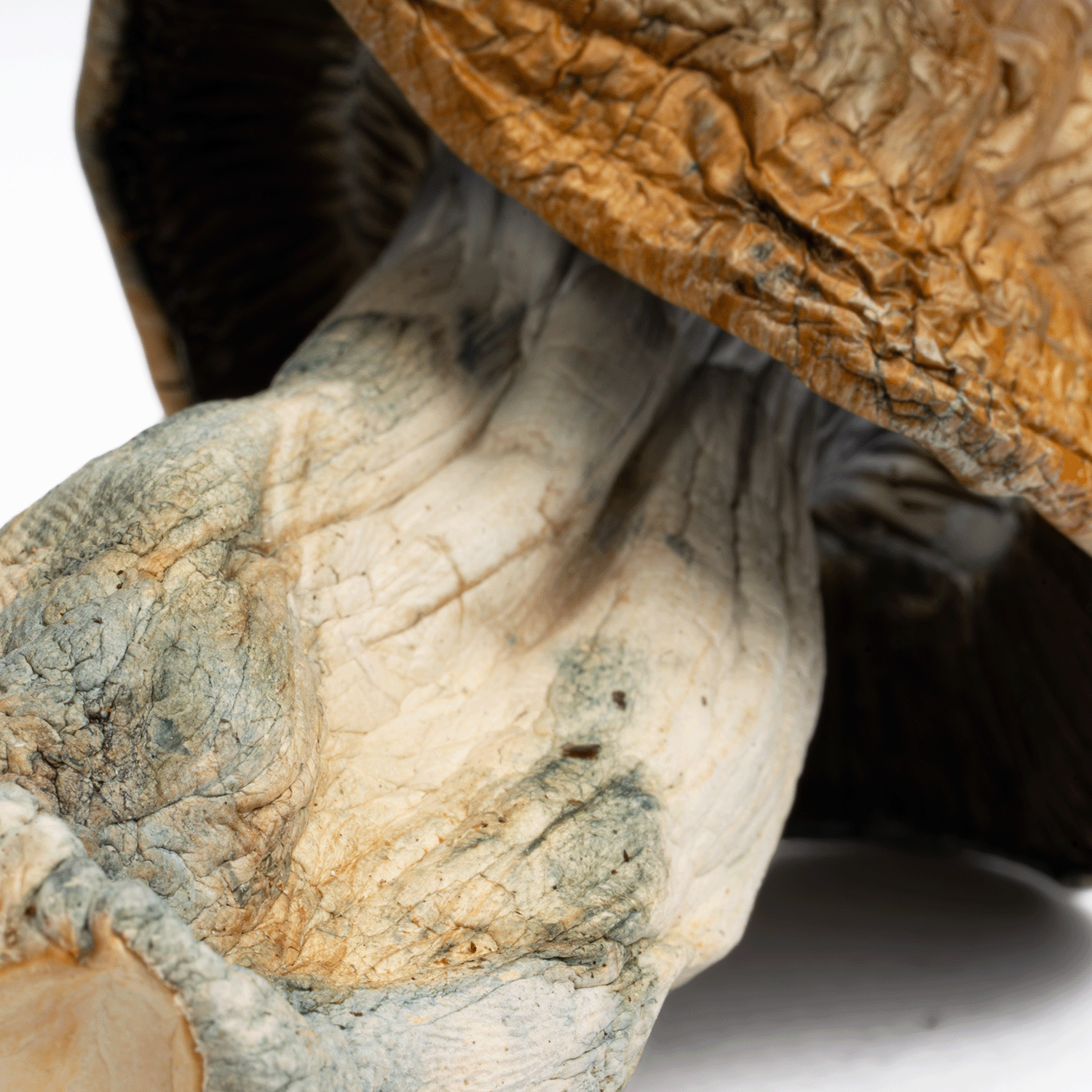 Texas Yellow Caps Mushrooms - Image 4