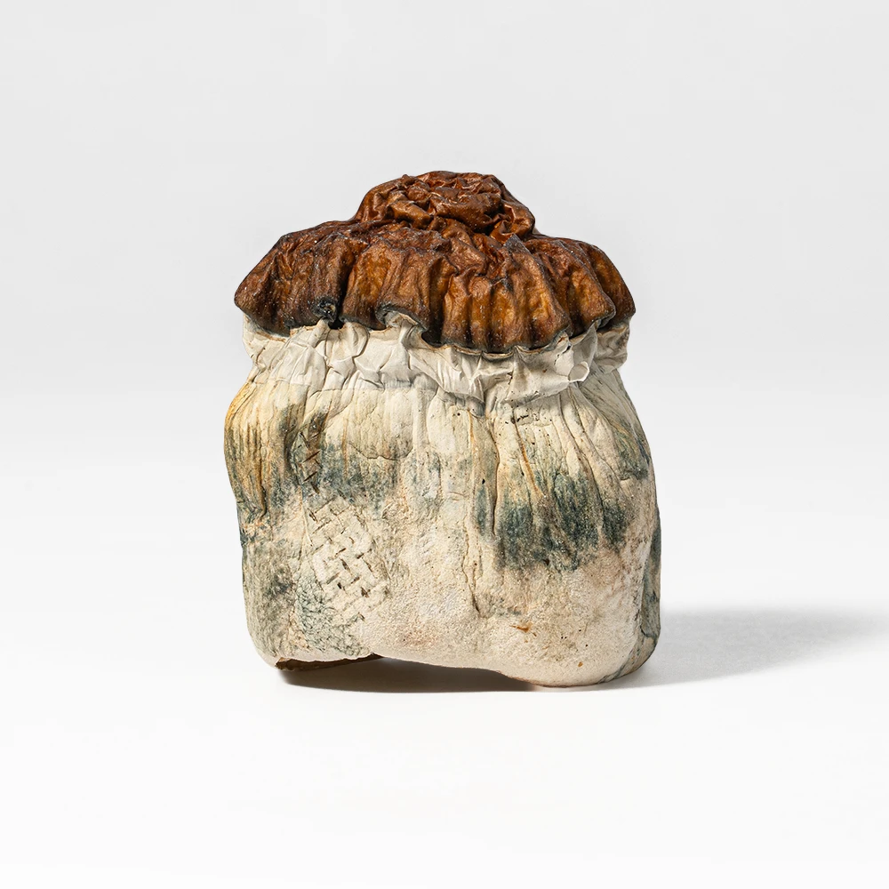 Texas Yellow Caps Mushrooms - Image 2