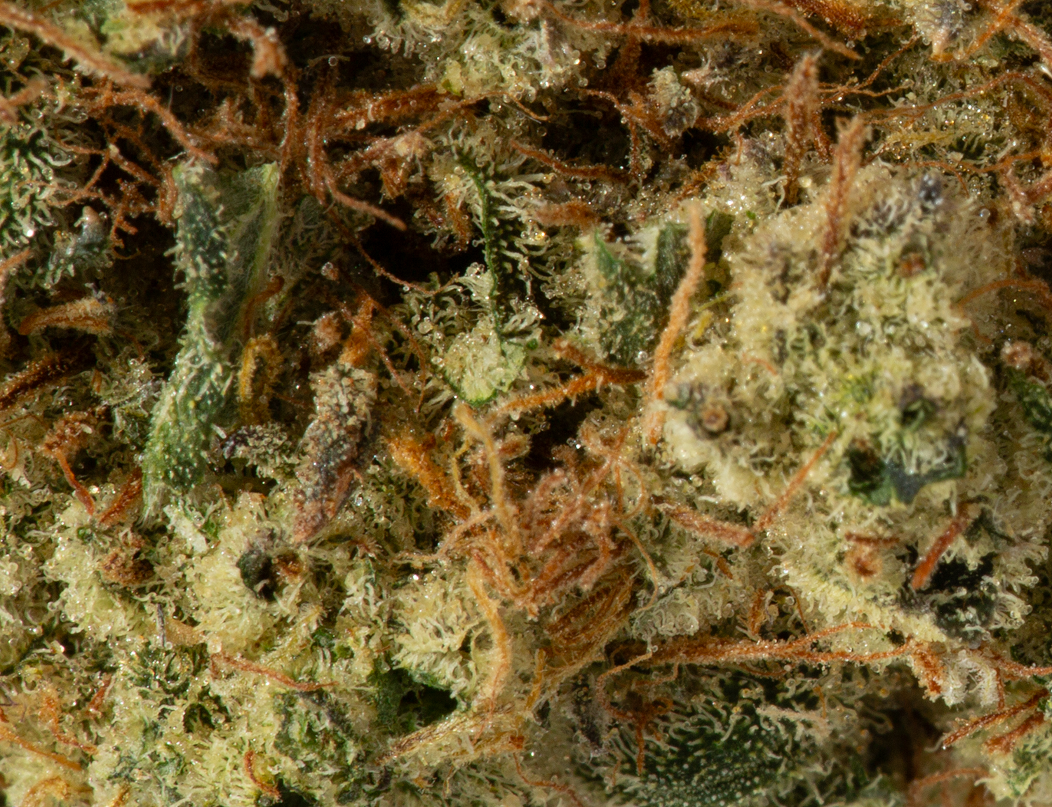 Triple Berry (AAA) - Image 2