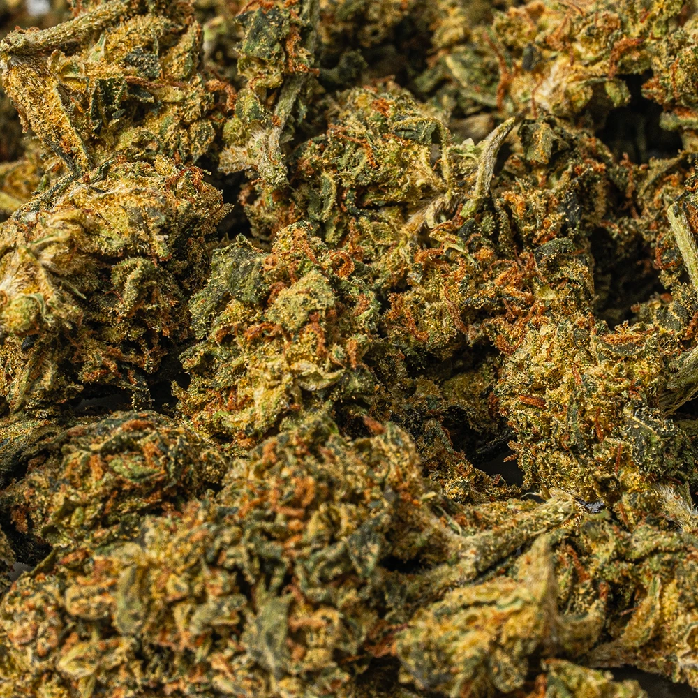 King Tut (AA) - Image 4