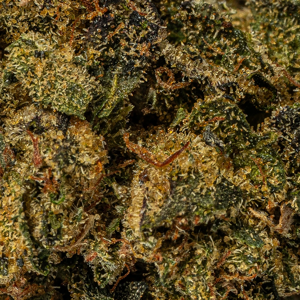 (Smalls) Tuna Kush (AAAA) - Image 5