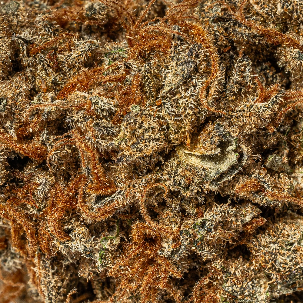 Wookies (AA) - Image 5