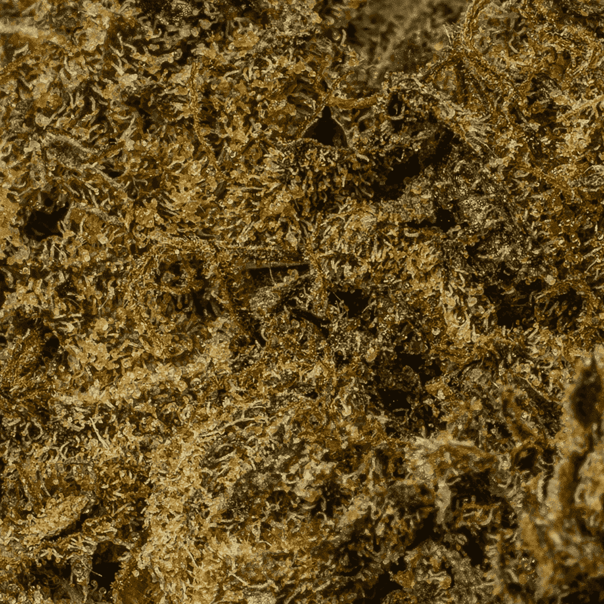 Black Jesus (AAA+) - Image 5