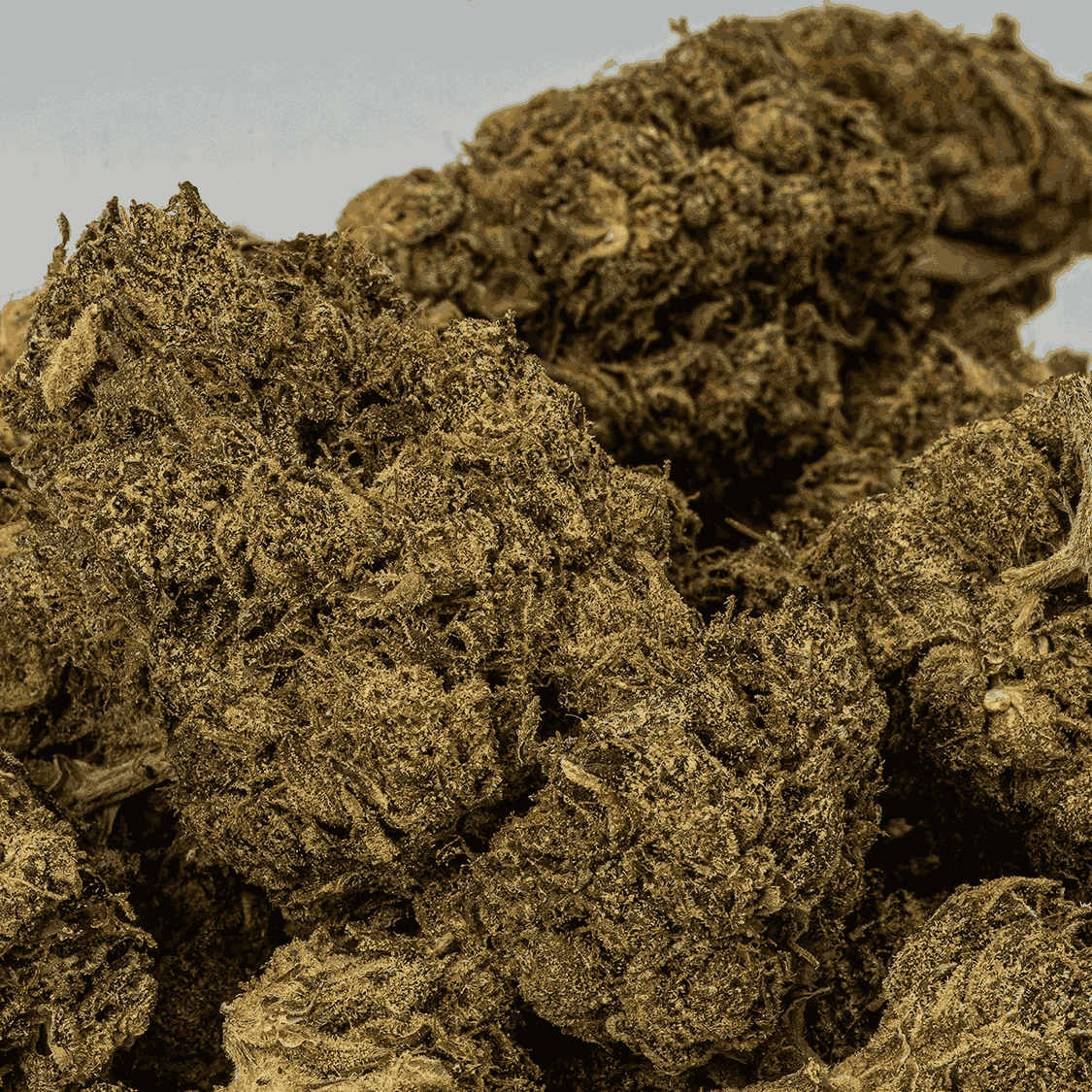 Black Jesus (AAA+) - Image 4