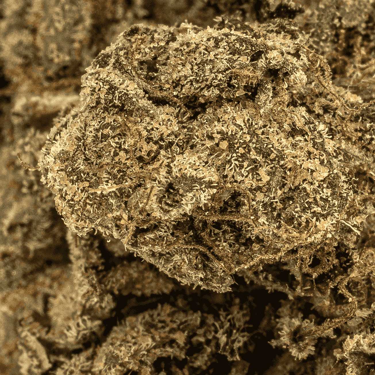 Gasolina (AAAA+) - Image 5