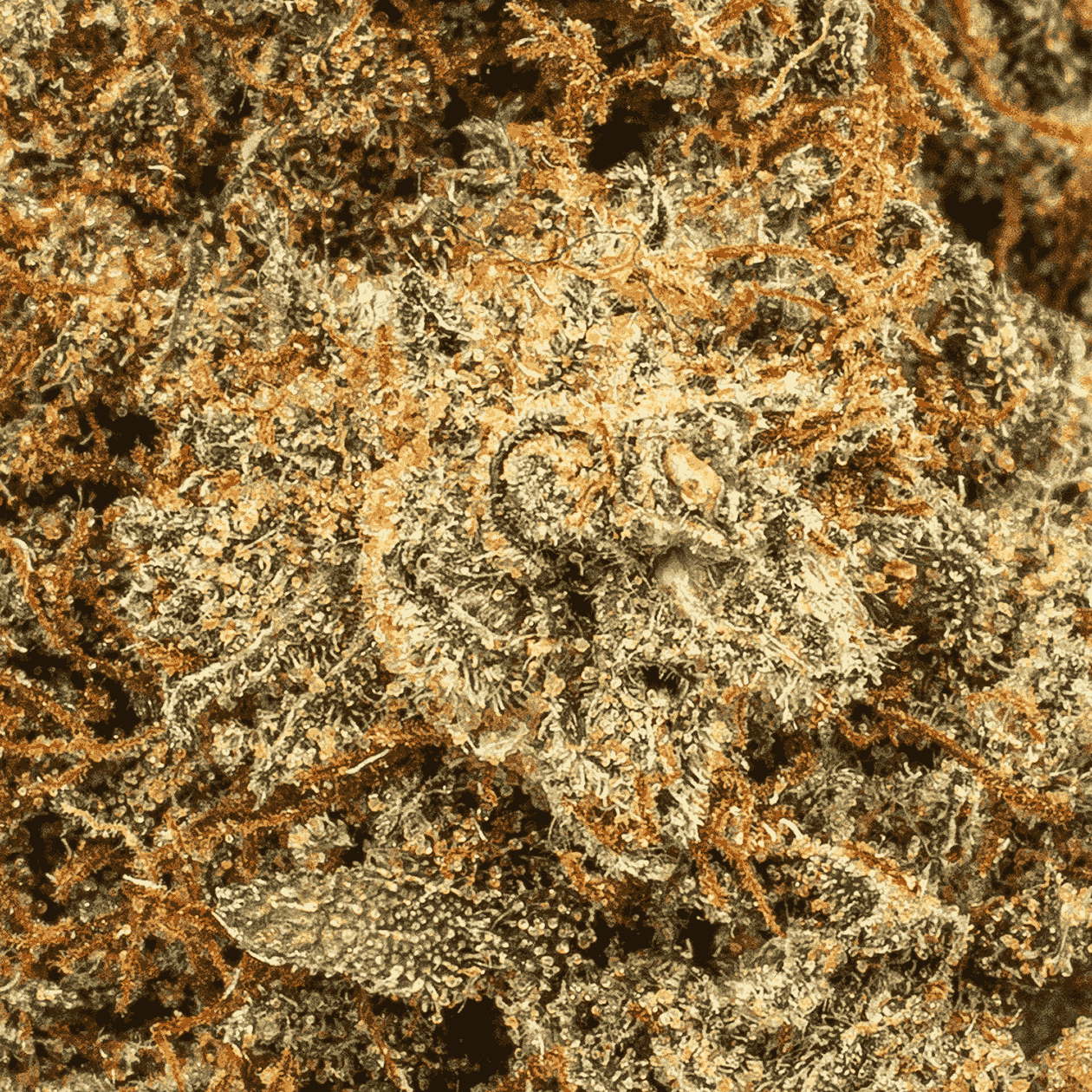 Milk Bone (AAA+) - Image 5