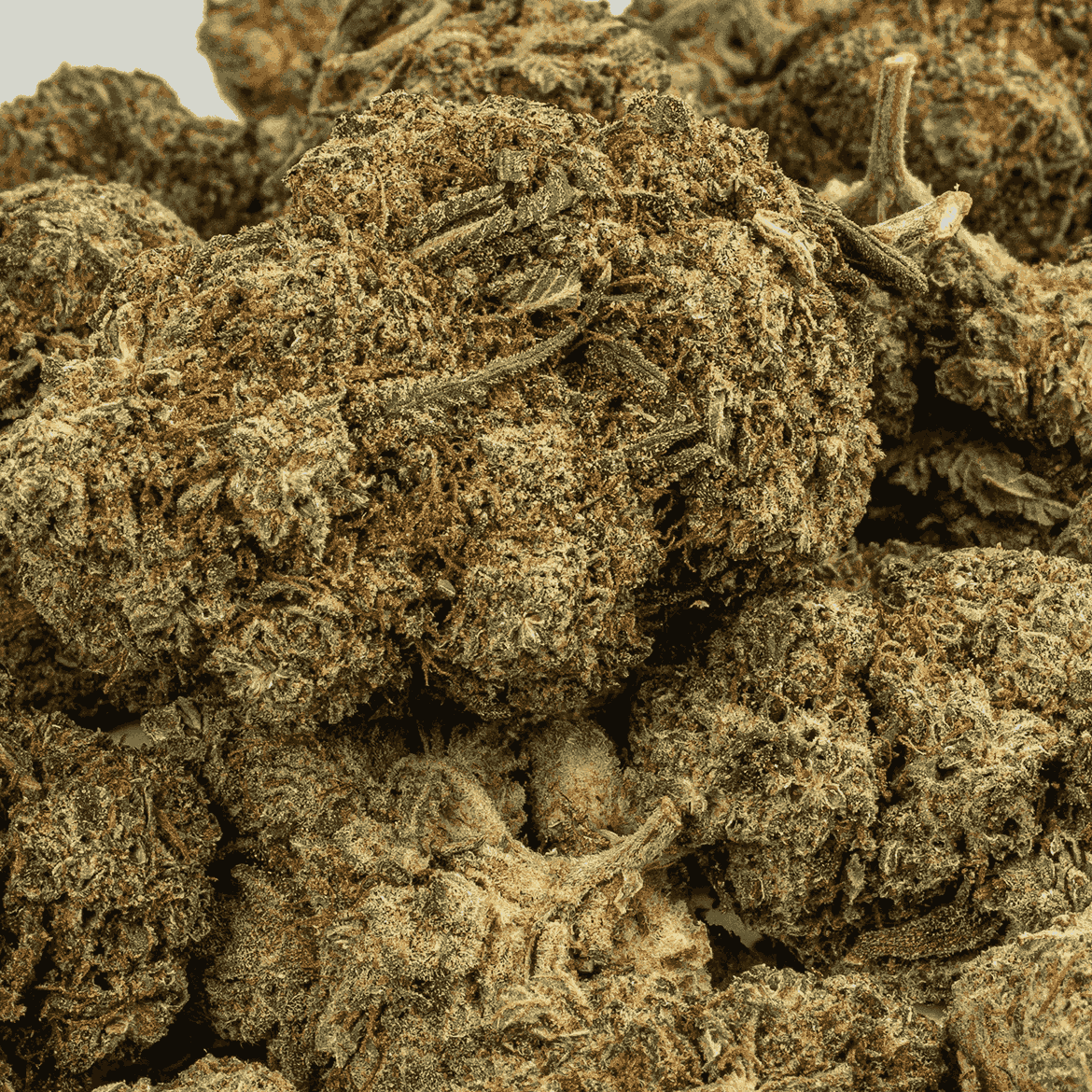 Milk Bone (AAA+) - Image 4