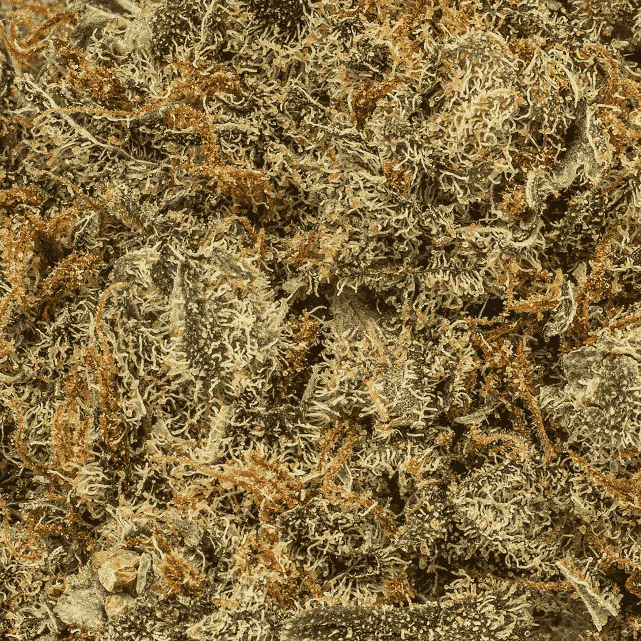 Mother Of Berries (AAA) - Image 5