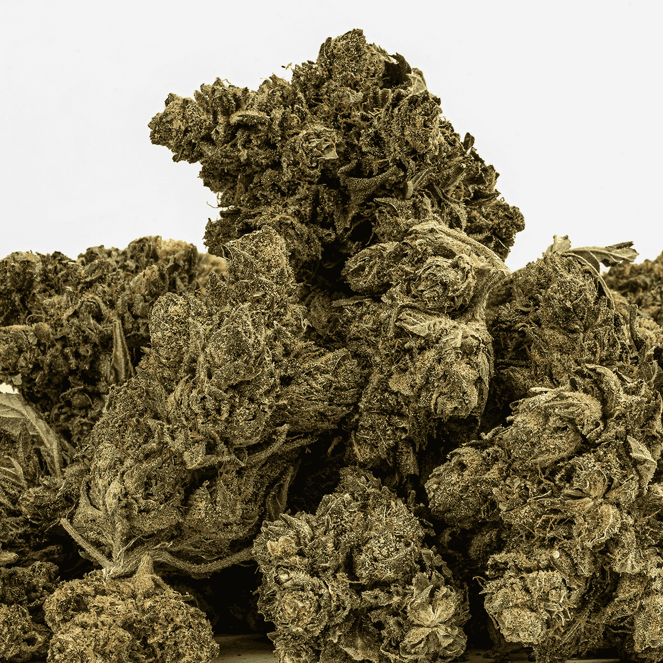 Shark Attack (AA+) - Image 4