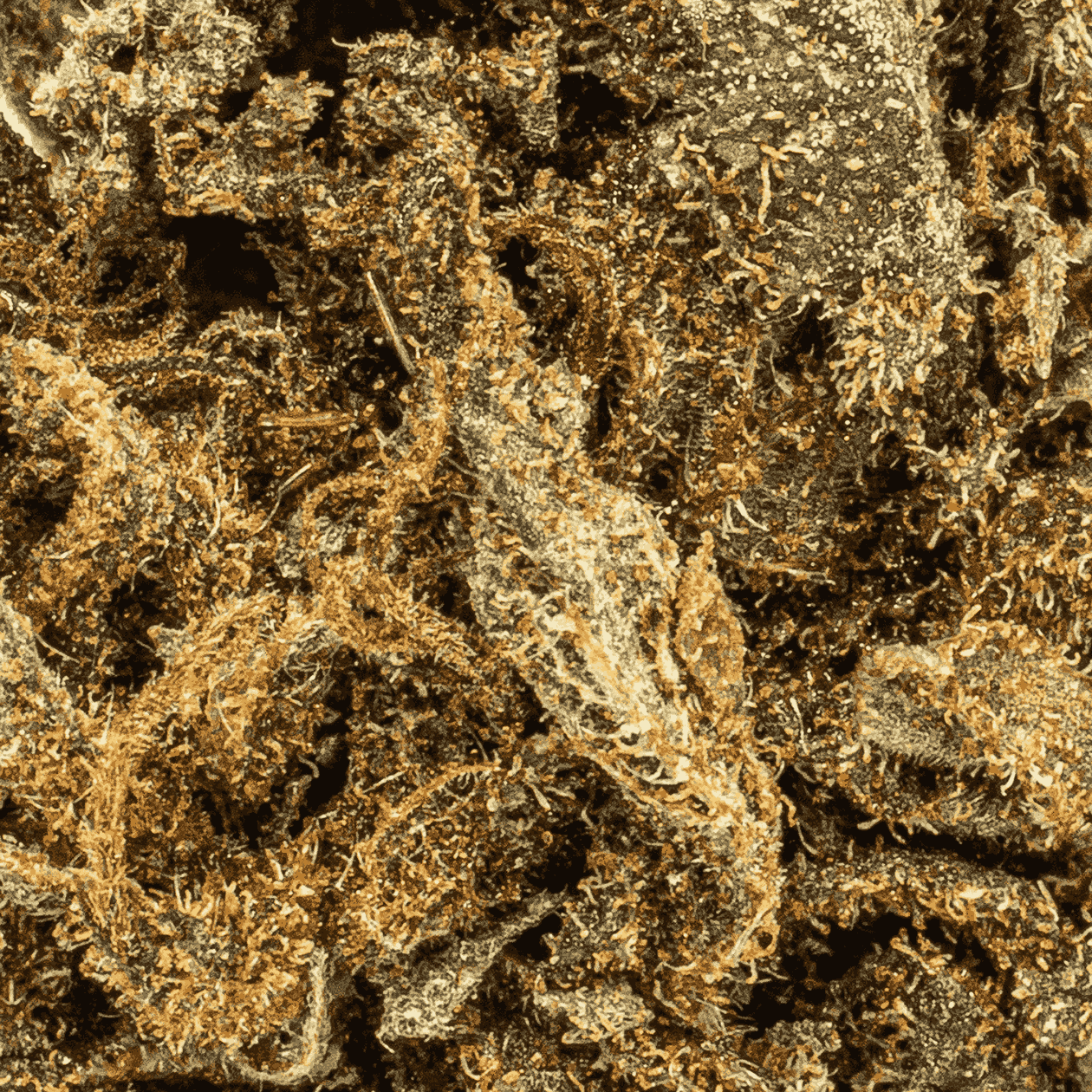 Dark Cross (A) - Image 5