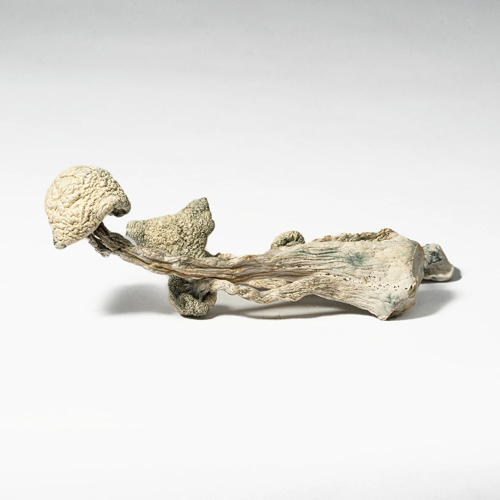 Albino Extraterrestrial Mushrooms - Image 4