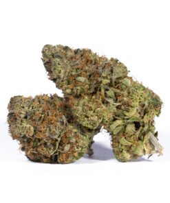 Acapulco Gold (AAAA) Promo