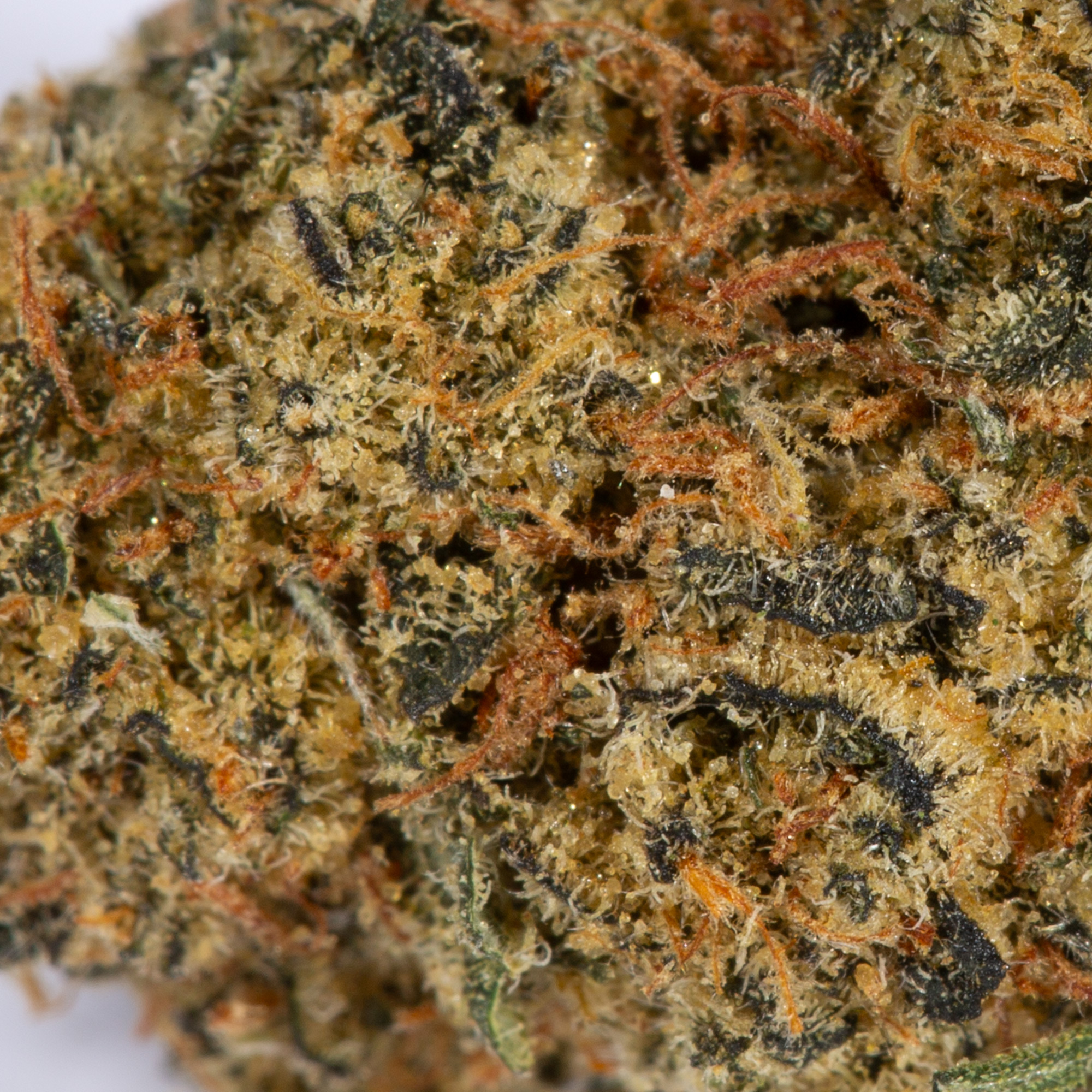 Aurora Haze (AA) - Image 4