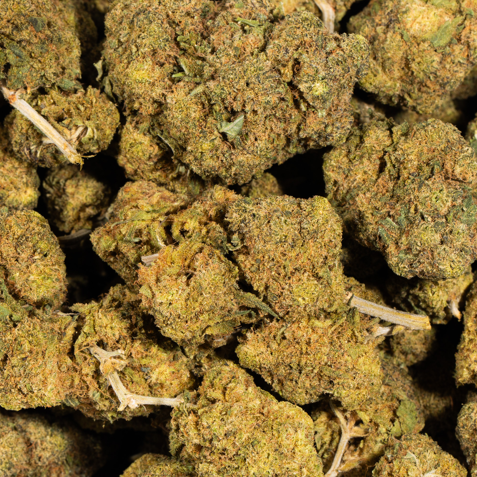 Mandarin Punch (AA) - Image 5