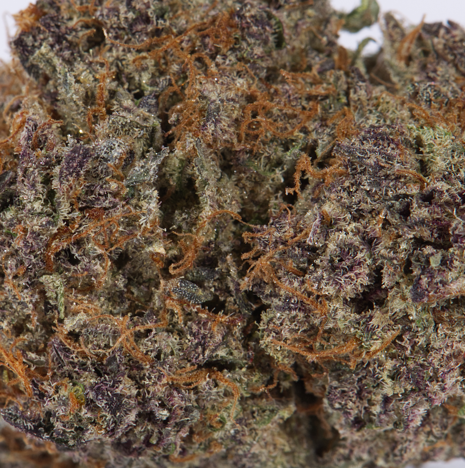 Alien Mints (AAAA) - Image 4