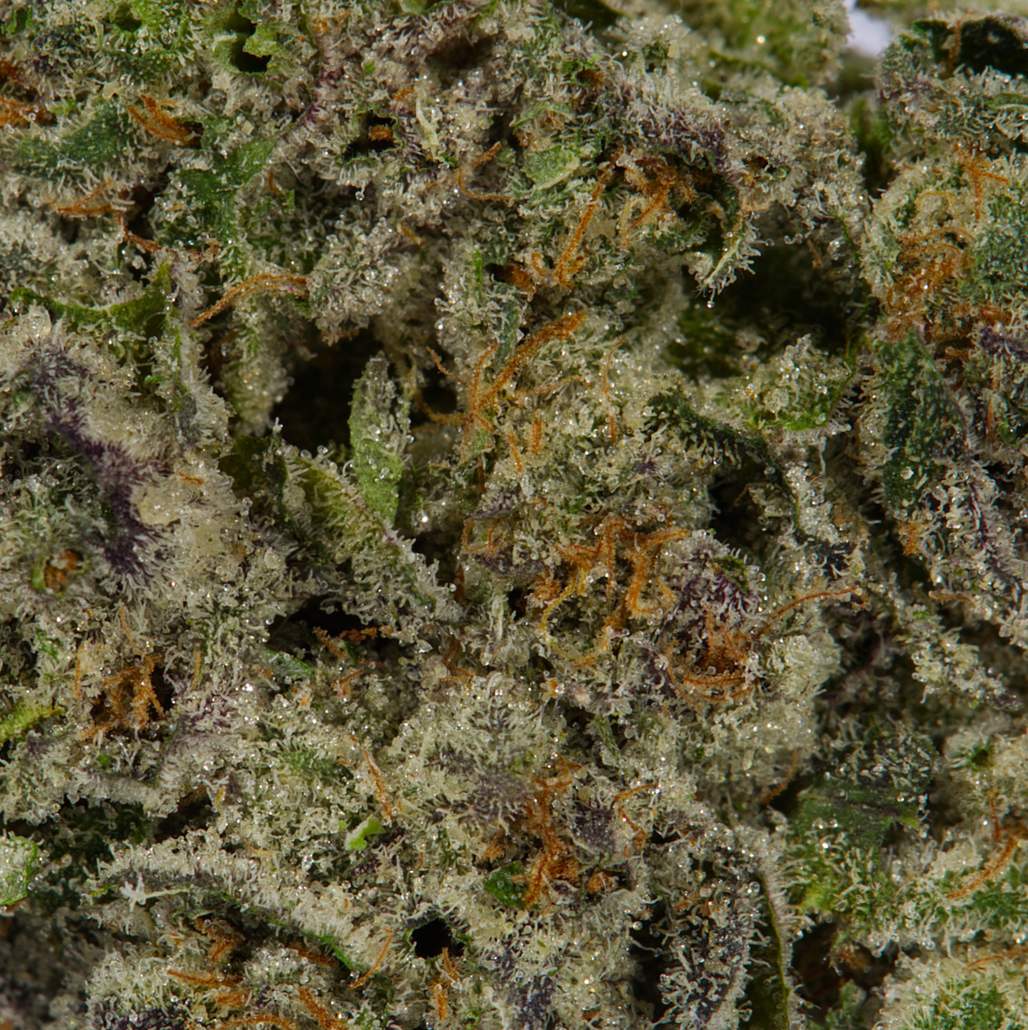Snoop's Dream (AAAA) - Image 4